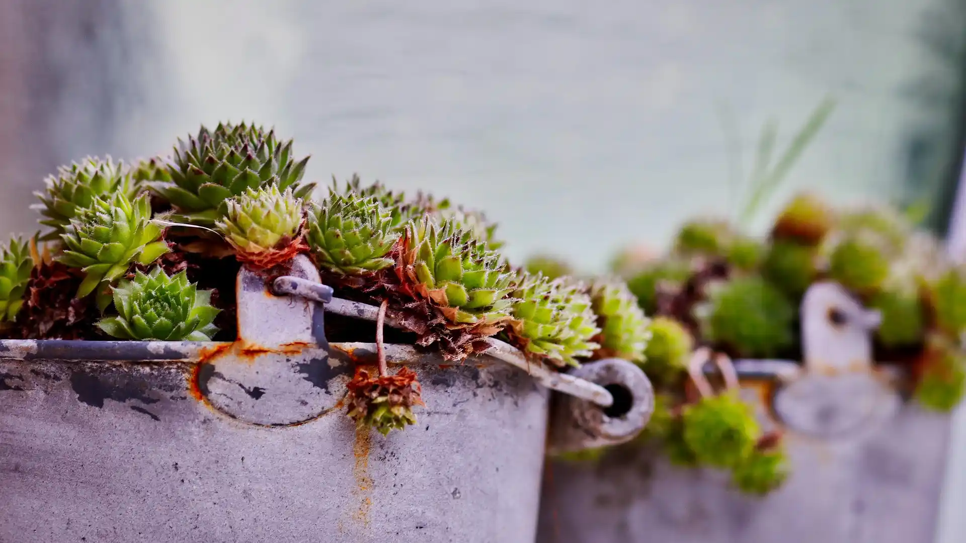 Joubarbes plantées dans un pot en métal pour décorer un jardin ou une terrasse